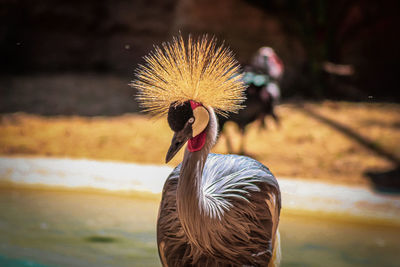 Close-up of bird