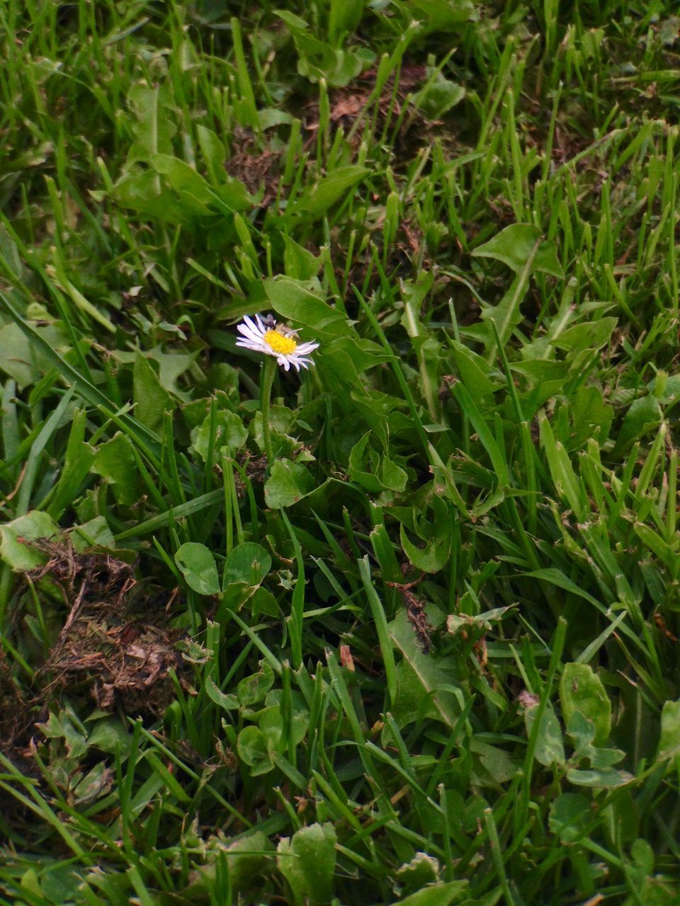 green color, growth, flower, grass, high angle view, plant, leaf, fragility, nature, beauty in nature, freshness, insect, field, day, green, one animal, outdoors, no people, petal, blooming