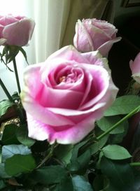 Close-up of pink rose