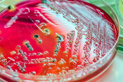 High angle view of chemicals in petri dish on table