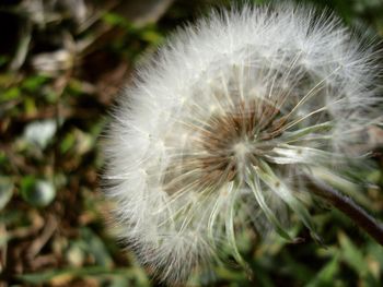 Close-up of dandelion