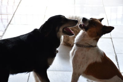 Dogs sitting on tiled floor at home