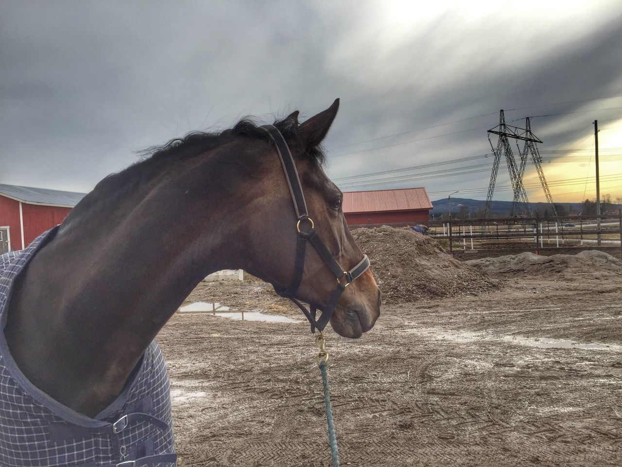 animal themes, one animal, domestic animals, mammal, horse, sky, livestock, working animal, sunlight, sand, fence, herbivorous, side view, bridle, field, day, outdoors, dog, cloud - sky, cloud