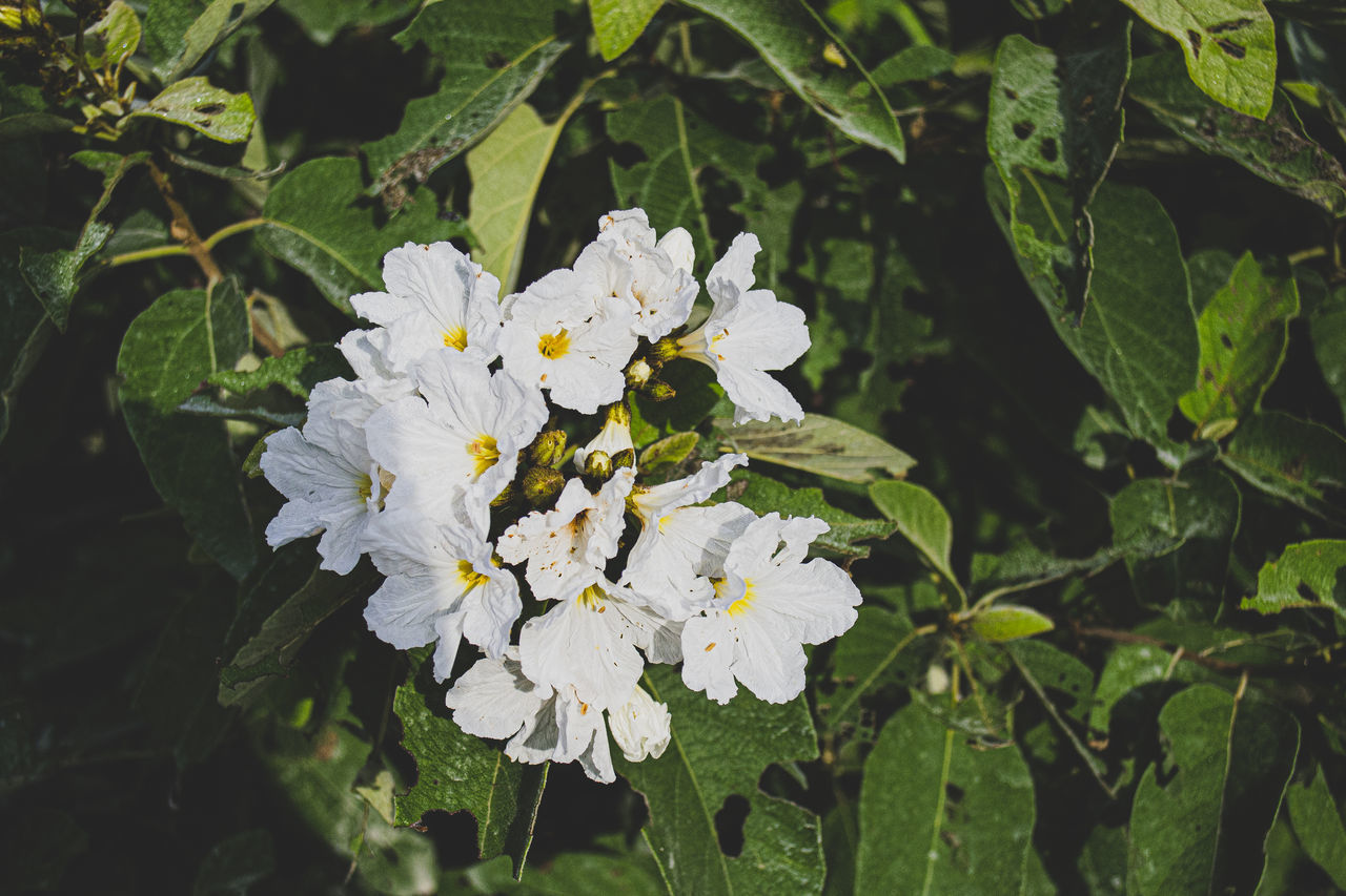 CLOSE-UP OF FLOWERING PLANT