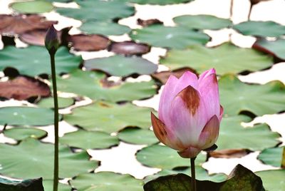 Close-up of lotus water lily in pond