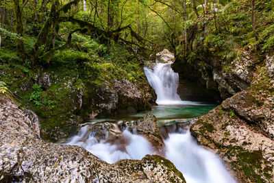 Scenic view of waterfall in forest