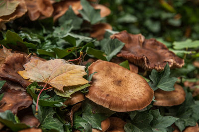 Close-up of mushrooms in autumn leaves