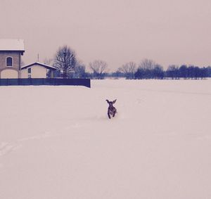 Snow covered landscape