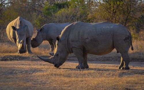 Rhinos standing in the field