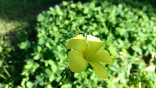 Close-up of yellow flower blooming outdoors