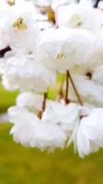 Close-up of white flowers