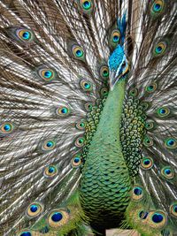 Full frame shot of peacock