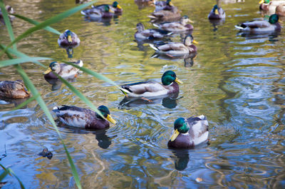 High angle view of ducks in water