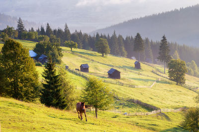 Horses in a field