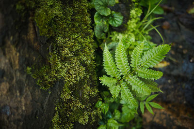 Close-up of plant