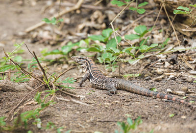 High angle view of lizard on ground