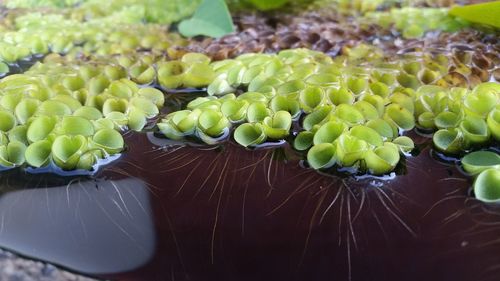 Close-up of spider web on plant