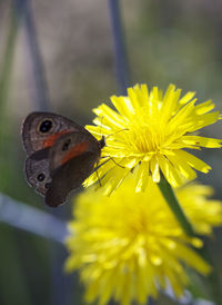 Close-up of butterfly pollinating on sunflower