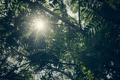 Low angle view of sunlight streaming through tree