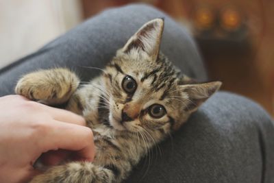 Midsection of person with cat