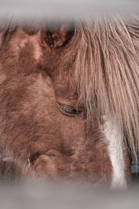 Close-up of a horse