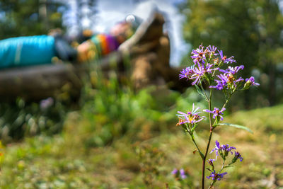 Close-up of flowers against blurred background