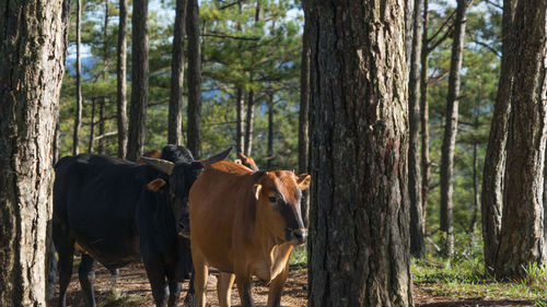 Horses in a forest