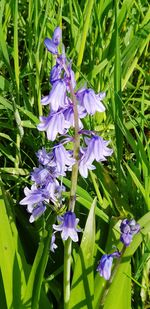 Close-up of purple flowering plants