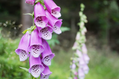 Close-up of pink flowering plant