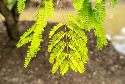 Close-up of green leaves on tree