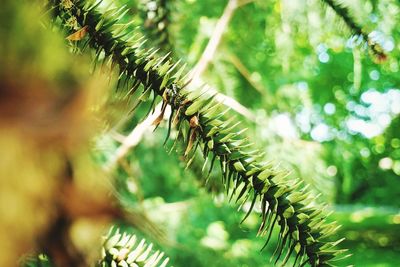 Close-up of pine tree leaves