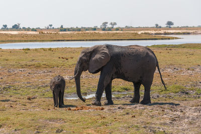 Elephant in a field