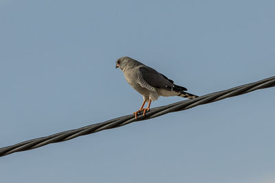 Low angle view of bird perching on cable against sky