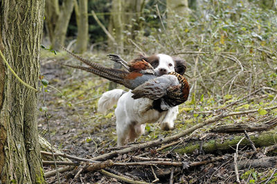 Brittany spaniel carrying dead pheasant in forest