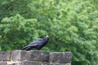 View of black bird on rock