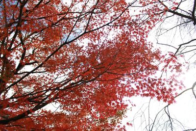 Low angle view of autumn trees