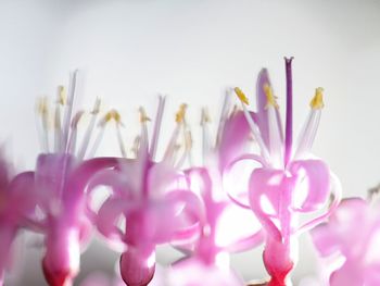 Close-up of pink flowers over white background