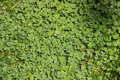 Full frame shot of leaves floating on water