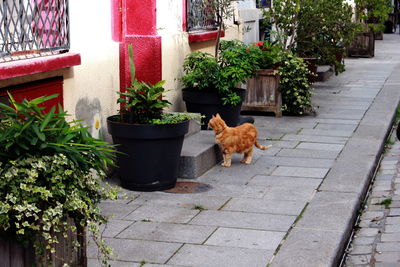 Cat with pot plants against the wall