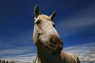 Low angle view of a horse against sky