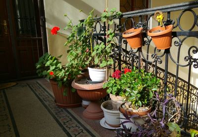 Potted plants in house
