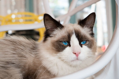 Close-up portrait of cat