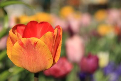 Close-up of red tulip