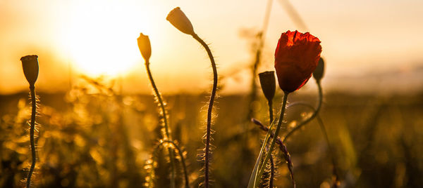 Close-up of plants growing on field against sky during sunset