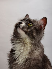 Portrait of cat against white background