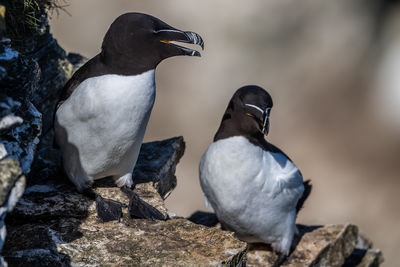 Close-up of penguin