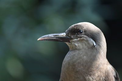 Close-up of bird