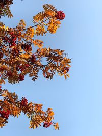 Low angle view of autumnal tree against clear blue sky