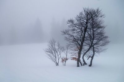 Bare tree on snow covered landscape against sky