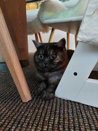 Portrait of cat on chair